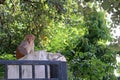 Macaque monkeys in a hotel park in Haryana, India