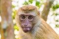 The Macaque Monkeys of Monkey Hill, Phuket Royalty Free Stock Photo