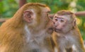 The Macaque Monkeys of Monkey Hill, Phuket Royalty Free Stock Photo