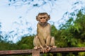 The Macaque Monkeys of Monkey Hill, Phuket Royalty Free Stock Photo