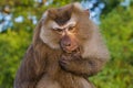 The Macaque Monkeys of Monkey Hill, Phuket Royalty Free Stock Photo