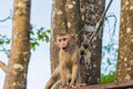 The Macaque Monkeys of Monkey Hill, Phuket Royalty Free Stock Photo