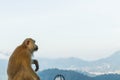 The Macaque Monkeys of Monkey Hill, Phuket Royalty Free Stock Photo