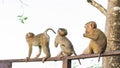 The Macaque Monkeys of Monkey Hill, Phuket Royalty Free Stock Photo