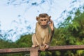 The Macaque Monkeys of Monkey Hill, Phuket Royalty Free Stock Photo