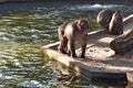 Macaque monkeys on the shore of a pond two sit turned their backs on the third one leaves them, quarrel, conflict, relationship Royalty Free Stock Photo