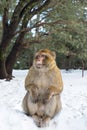 Macaque Monkeys sitting on ground in the great Atlas forests of Morocco, Africa After snow storm in mountains in Azrou forest Royalty Free Stock Photo