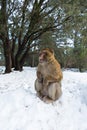 Macaque Monkeys sitting on ground in the great Atlas forests of Morocco, Africa After snow storm in mountains in Azrou forest Royalty Free Stock Photo