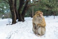 Macaque Monkeys sitting on ground in the great Atlas forests of Morocco, Africa After snow storm in mountains in Azrou forest Royalty Free Stock Photo