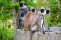 Macaque monkeys from Sri Lanka