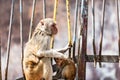 Macaque monkeys at Taung Kalat on Mt. Popa