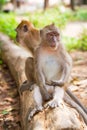 Macaque monkeys in Thailand Royalty Free Stock Photo
