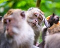 Macaque monkeys at Ubud Monkey Forest in Bali