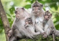 Macaque monkeys at Ubud Monkey Forest Sanctuary in Ubud, Bali, Indonesia Royalty Free Stock Photo