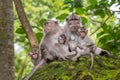 Macaque monkeys at Ubud Monkey Forest Sanctuary in Ubud, Bali, Indonesia Royalty Free Stock Photo