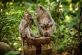 Macaque monkeys at Ubud Sacred Monkey Forest Sanctuary a nature Royalty Free Stock Photo