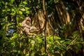 Macaque monkeys at Ubud Sacred Monkey Forest Sanctuary a nature Royalty Free Stock Photo