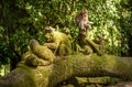 Macaque monkeys at Ubud Sacred Monkey Forest Sanctuary a nature Royalty Free Stock Photo