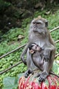 Macaque mother brestfeeding her baby