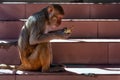 Macaque on Mount Popa staircase contemplating banana, Myanmar