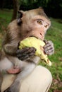 Macaque on my Knee Royalty Free Stock Photo