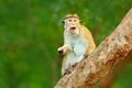 Macaque in nature habitat, Sri Lanka. Detail of monkey, Wildlife scene from Asia. Beautiful colour forest background. Macaque in t Royalty Free Stock Photo