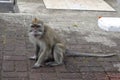 Macaque observing