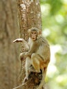 Macaque in observing mood