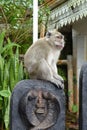 Macaque observing