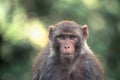 Macaque Royalty Free Stock Photo