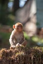 Macaque Royalty Free Stock Photo