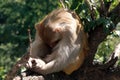 This macaque rhesus turned away from lens Royalty Free Stock Photo