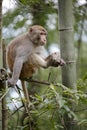 Macaque sit on tree and watch something