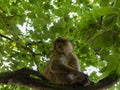 Macaque sits on a branch among the lush foliage of trees.