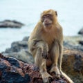 A Macaque sits on a rock on the seashore. Royalty Free Stock Photo