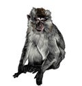 Macaque sitting in full height on white background