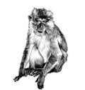 Macaque sitting in full height on white background