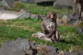 Macaque (Snow) Monkey's