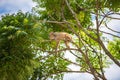 Macaque standing on a tall branch Royalty Free Stock Photo