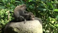 Macaque on stomach being deloused at ubud, bali