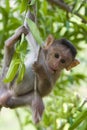 Macaque in a tree