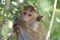 Macaque in tree