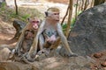 Macaque Royalty Free Stock Photo