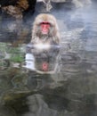 Macaques Royalty Free Stock Photo