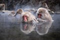 Macaques Royalty Free Stock Photo