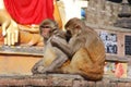 Macaques apes - Monkey Temple - Kathmandu - Nepal Royalty Free Stock Photo