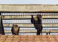 Two intrigued lion-tailed macaques in a cage. Royalty Free Stock Photo