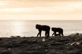 Macaques on the beach at sunset