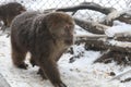 Macaques begging tourists for food