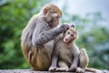 Macaques in China Royalty Free Stock Photo